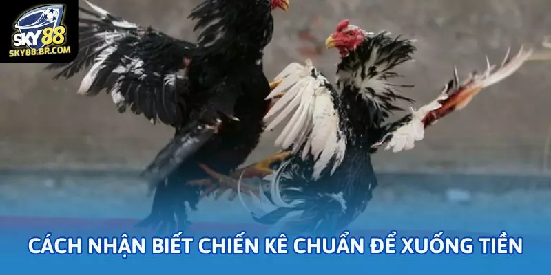 Đá gà cựa sắt Sky88: Cách chọn chiến kê chuẩn 2 Cách nhận biết chiến kê chuẩn để xuống tiền