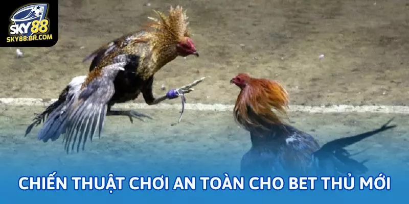 Chiến thuật chơi an toàn cho bet thủ mới