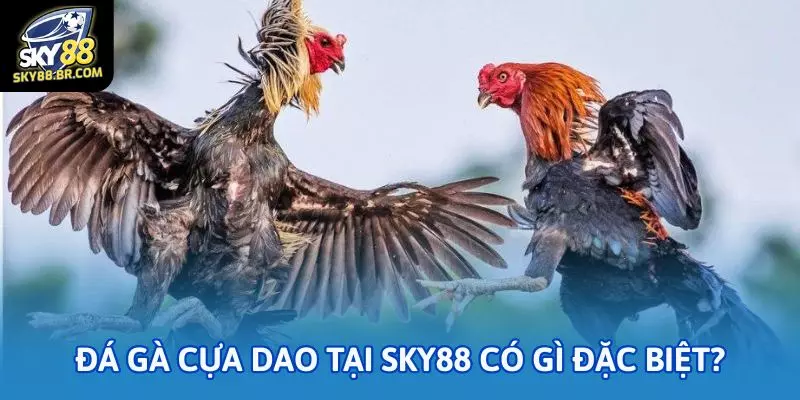 Đá gà cựa dao tại Sky88 có gì đặc biệt?