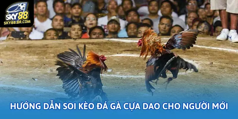 Hướng dẫn soi kèo đá gà cựa dao cho người mới