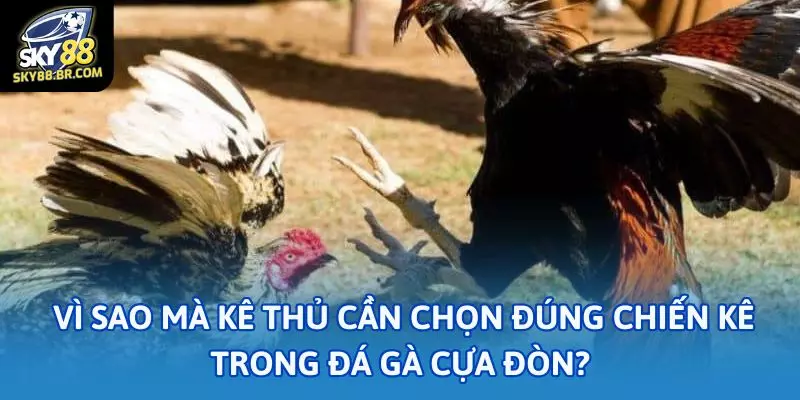 Lý do vì sao mà kê thủ cần chọn đúng chiến kê trong đá gà cựa đòn?