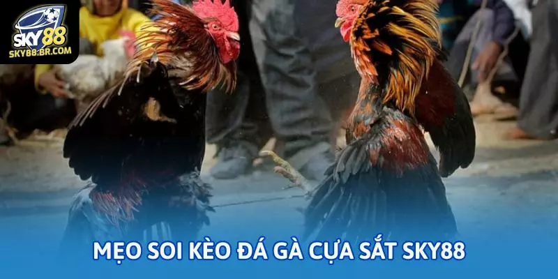 Đá gà cựa sắt Sky88: Cách chọn chiến kê chuẩn 3 Mẹo soi kèo đá gà cựa sắt Sky88 để không thua oan