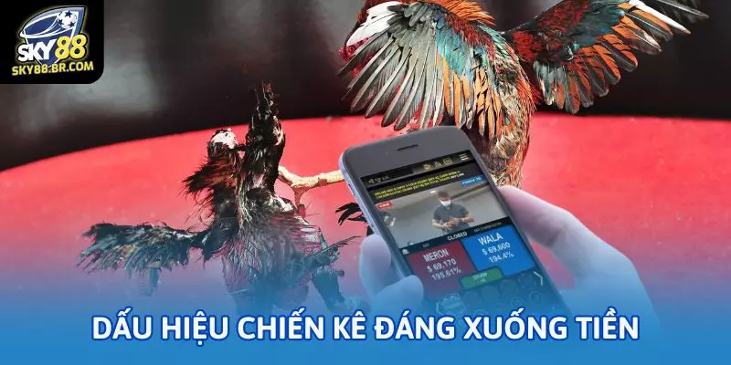Những dấu hiệu chiến kê đáng xuống tiền trong đá gà cựa đòn
